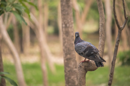 Pigeons pecking at food on the grass, on the street, selective focus. Gray pigeons in close-up,...