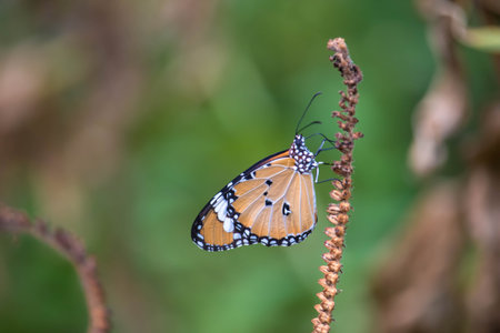 Common Tiger or Danaus genutia, Orange with white and black color pattern on insect wing, Monarch...