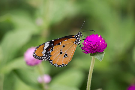 Common Tiger or Danaus genutia, Orange with white and black color pattern on insect wing, Monarch...