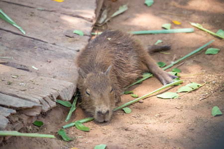Capybara lying on grass ground / Sleeping capybaras on summer day in the farmの写真素材