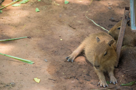 Capybara lying on grass ground / Sleeping capybaras on summer day in the farmの写真素材