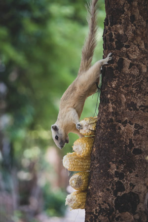 Close up a  squirrel eating freshly harvested corn kernels.の写真素材