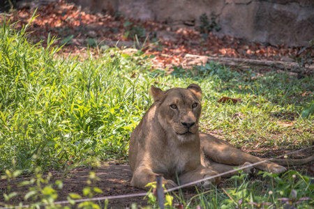A female lion (lioness) is resting in zooの写真素材