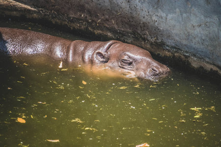 The baby Dwarf hippopotamus rest at noon in waterの写真素材
