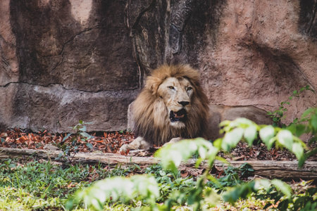 Lion is relaxing. male lion sleeping Relax on the rock