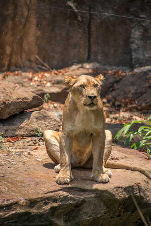 Lioness lying on a stone staringの写真素材