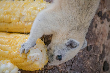 Close up a  squirrel eating freshly harvested corn kernels.の写真素材