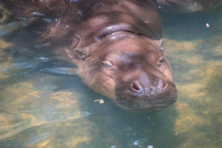Group of Hippos (hippopotamus) in the river in summer dayの写真素材