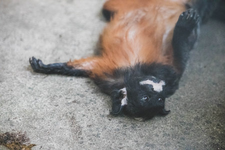 The common marmoset (Callithrix jacchus) also called white-tufted marmoset or white-tufted-ear marmoset is a monkey.の写真素材