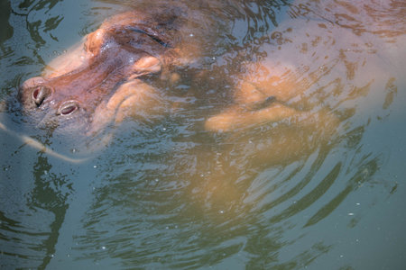 Group of Hippos (hippopotamus) in the river in summer dayの写真素材