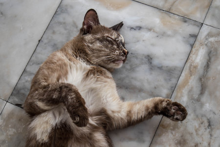 Close up of cute sleeping cat, defocused, selective focus, blurred backgroundの写真素材