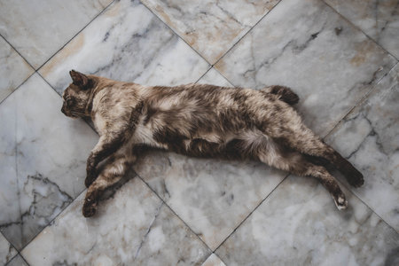Close up of cute sleeping cat, defocused, selective focus, blurred backgroundの写真素材