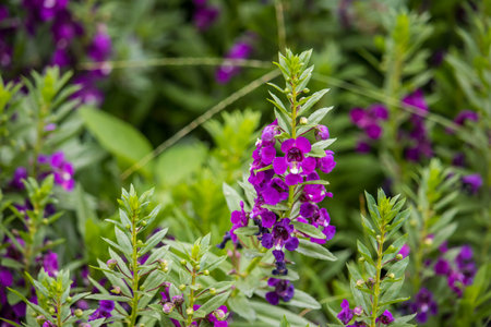Willowleaf angelon, purple flower in a garden. Beautiful purple flower, wildlife, in green grasses...