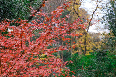 Bright red Japanese maple leaves during the autumn.