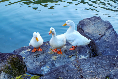 Fluffy white duck bird with orange bill and feet on path by reflecting blue water lake or pond.の写真素材