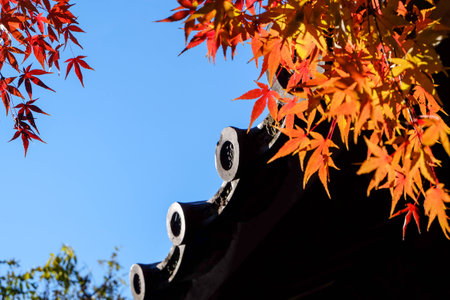Tile roof of temple and red maple leavesの写真素材
