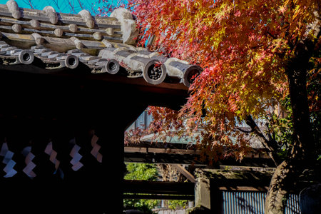 Tile roof of temple and red maple leavesの写真素材