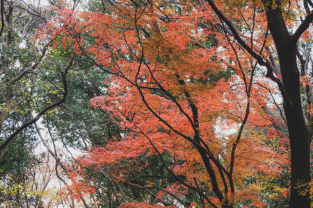 Bright red Japanese maple leaves during the autumn.の写真素材