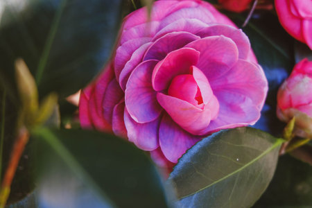 Beautiful vibrant pink camellia flowers. Japanese camellia, Camellia japonica, known as commonの写真素材