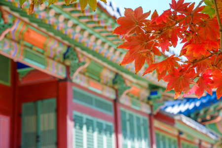 Tile roof of temple and red maple leavesの写真素材