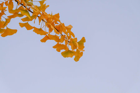 Yellow Ginkgo biloba branch against the blue sky
