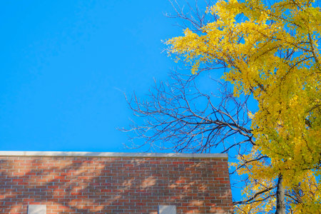Yellow Ginkgo biloba branch against the blue skyの写真素材