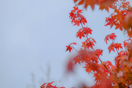 Red maple leaves in autumn season with blurred backgroundの写真素材