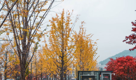 Glowing yellow ginkgo leaves. It is another beautiful tourist attraction.の写真素材