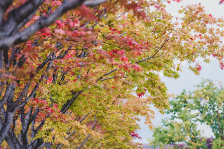 Red maple leaves or fall foliage in colorful autumn season near Fujikawaguchiko, Yamanashi.の写真素材
