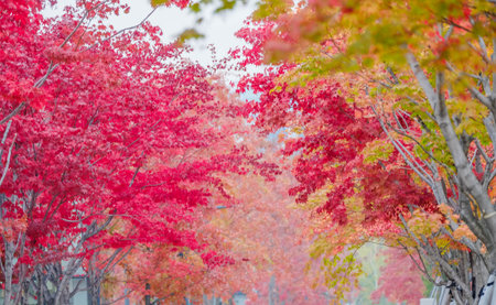 Red maple leaves in autumn season with blurred backgroundの写真素材