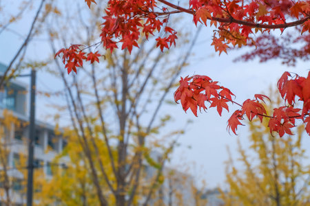 Red maple leaves in autumn season with blurred backgroundの写真素材