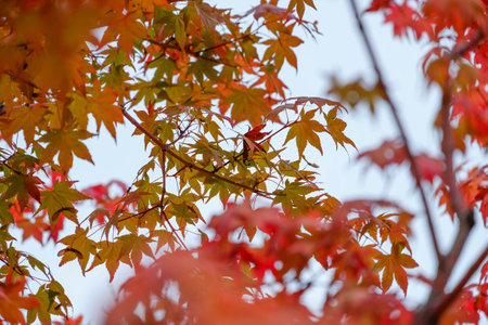 Red maple leaves in autumn season with blurred backgroundの写真素材