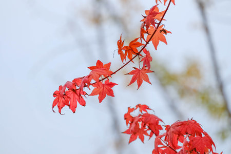 Red maple leaves in autumn season with blurred background