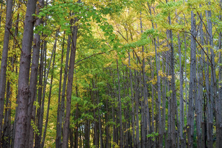 Green summer deciduous forest. Tree trunks close-up.