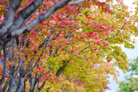 Autumn leaves colour change in Japan, Beautiful Landscape background natureの写真素材
