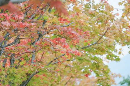 Autumn leaves colour change in Japan, Beautiful Landscape background natureの写真素材