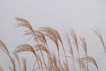 Gunwigun Maesung-ri Gyeongsangbuk-do Korea, To enjoy watching the silver grass flutter in the wind.の写真素材