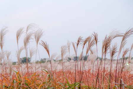 Gunwigun Maesung-ri Gyeongsangbuk-do Korea, To enjoy watching the silver grass flutter in the wind.の写真素材