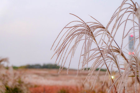 Gunwigun Maesung-ri Gyeongsangbuk-do Korea, To enjoy watching the silver grass flutter in the wind.の写真素材