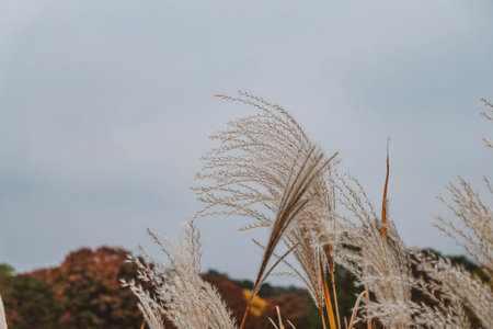 Gunwigun Maesung-ri Gyeongsangbuk-do Korea, To enjoy watching the silver grass flutter in the wind.の写真素材