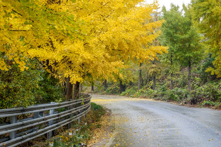 A landscape view of a Lake be colored by Autumn Fall Mapleの写真素材