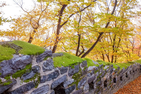 Yellow maple tree and leaf with traditional wallの写真素材