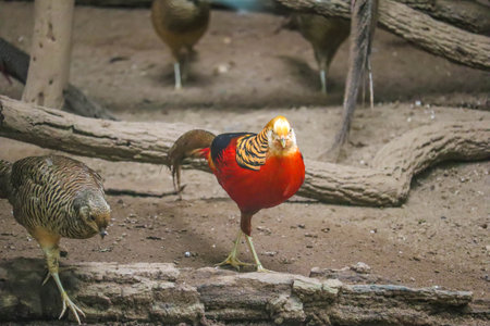 Golden pheasant standing on ground in the zoo
