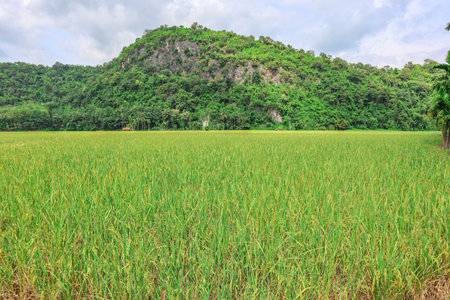 Green rice field with mountain and blue sky viewの写真素材