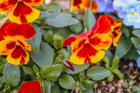 Mixed organic colorful pansy viola flowers in gardenの写真素材