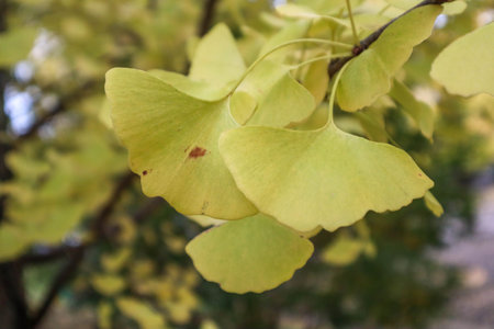 Close up photograph of yellow fall leaves on a Ginkgo Biloba tree.
