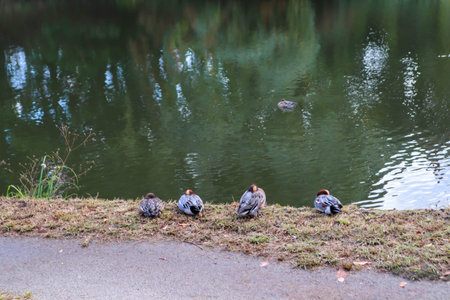 Ducks occupy an important position next to chicken farmingの写真素材