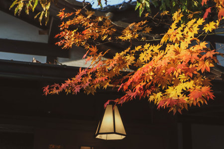 Maple leaf in fall season when sunshine in the park in Japanの写真素材