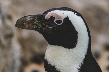 Portrait of funny African penguin at close upの写真素材