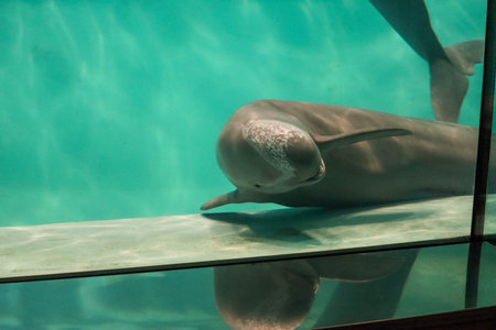 Close-Up View of a Playful Dolphin Gliding Through the Water Peacefullyの写真素材